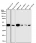 Anti-Fos B Rabbit Monoclonal Antibody
