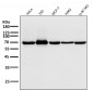 Anti-Hsp70 HSPA1A Rabbit Monoclonal Antibody
