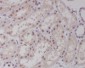 Anti-c-Maf Rabbit Monoclonal Antibody