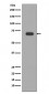 Anti-Alas1/Alas H Rabbit Monoclonal Antibody