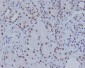 Anti-ASH2L Rabbit Monoclonal Antibody