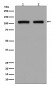 Anti-DGCR8 Rabbit Monoclonal Antibody