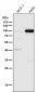 Anti-DGCR8 Rabbit Monoclonal Antibody