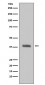 Anti-HTRA2/Omi Rabbit Monoclonal Antibody