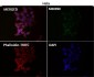 Anti-Smad2 Rabbit Monoclonal Antibody