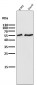 Anti-Smad2 Rabbit Monoclonal Antibody