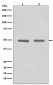 Anti-HDAC3 Rabbit Monoclonal Antibody