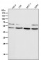 Anti-HDAC3 Rabbit Monoclonal Antibody