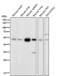 Anti-HDAC3 Rabbit Monoclonal Antibody