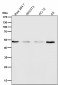 Anti-HDAC3 Rabbit Monoclonal Antibody