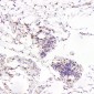 Anti-FGFR1 Rabbit Monoclonal Antibody