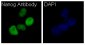 Anti-Nanog Rabbit Monoclonal Antibody