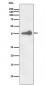 Anti-Nanog Rabbit Monoclonal Antibody