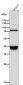 Anti-Nanog Rabbit Monoclonal Antibody