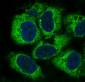 Anti-PEBP1/Pbp Rabbit Monoclonal Antibody