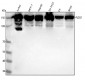 Anti-PLCG1/Plc Gamma 1 Rabbit Monoclonal Antibody