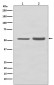 Anti-PRP19 PRPF19 Rabbit Monoclonal Antibody