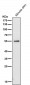 Anti-PRP19 PRPF19 Rabbit Monoclonal Antibody