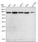 Anti-WASF2 Rabbit Monoclonal Antibody