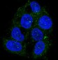 Anti-ATG9A Rabbit Monoclonal Antibody