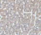 Anti-MTCO2 Rabbit Monoclonal Antibody