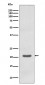 Anti-MTCO2 Rabbit Monoclonal Antibody