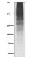 Anti-MUC16/Ca125 Rabbit Monoclonal Antibody