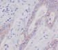 Anti-EpCAM/Trop1 Rabbit Monoclonal Antibody