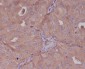 Anti-Bcl10 Rabbit Monoclonal Antibody