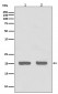 Anti-IL1RA Rabbit Monoclonal Antibody