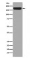 Anti-ErbB4/Her4 Rabbit Monoclonal Antibody