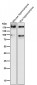 Anti-ErbB4/Her4 Rabbit Monoclonal Antibody