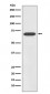 Anti-SOX11 Rabbit Monoclonal Antibody