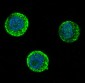 Anti-SOX10 Rabbit Monoclonal Antibody