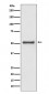 Anti-TRAF2 Rabbit Monoclonal Antibody