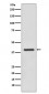 Anti-SIRT6 Rabbit Monoclonal Antibody