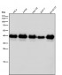 Anti-SIRT6 Rabbit Monoclonal Antibody