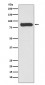 Anti-STAT4 Rabbit Monoclonal Antibody