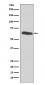 Anti-HDAC2/Histone Deacetylase 2 Rabbit Monoclonal Antibody