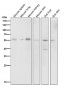 Anti-HDAC2/Histone Deacetylase 2 Rabbit Monoclonal Antibody