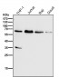 Anti-HDAC2/Histone Deacetylase 2 Rabbit Monoclonal Antibody