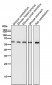 Anti-HDAC2/Histone Deacetylase 2 Rabbit Monoclonal Antibody