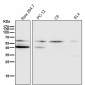 Anti-HDAC2/Histone Deacetylase 2 Rabbit Monoclonal Antibody