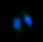 Anti-FoxO4/Afx Rabbit Monoclonal Antibody