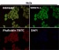 Anti-Hsp27 HSPB1 Rabbit Monoclonal Antibody