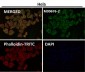 Anti-Hsp27 HSPB1 Rabbit Monoclonal Antibody