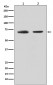 Anti-CDC40 Rabbit Monoclonal Antibody