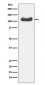 Anti-HSPA4 Rabbit Monoclonal Antibody