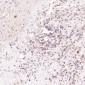 Anti-CDC42 Rabbit Monoclonal Antibody