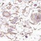 Anti-CDC42 Rabbit Monoclonal Antibody